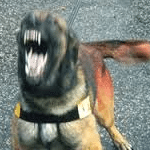 guard dog navy seal trick looters