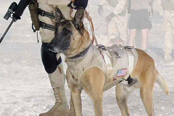 navy seals, navy seal dogs, military dogs