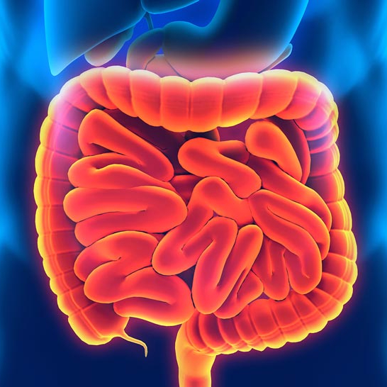 Why Is Gut Health Important? How can you Improve it? | SEALgrinderPT